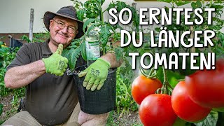 Tomaten richtig pflegen und düngen 🍅  5 Tipps für eine reiche und lange Ernte [upl. by Woodhouse]