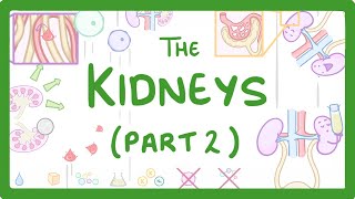 Biology  Structure of the Kidneys  Kidneys Part 23 28 [upl. by Gariepy123]