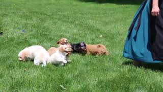 Cavapoo Puppies for Sale [upl. by Huberto]