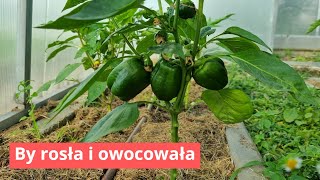 Papryka wszystko o cięciu by dobrze owocowała [upl. by Belayneh537]