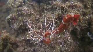 San Luciano Shipwreck in Manzanillo Mexico [upl. by Yllaw]