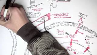 Pharmacology  Glucocorticoids [upl. by Irehj]