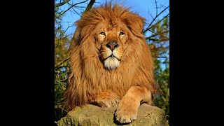 LE LION AU ZOO DAMNEVILLE [upl. by Haididej]