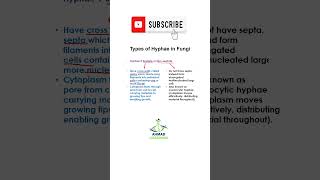 Types of Hyphae in Fungi  Short Biology Video [upl. by Aronoff557]