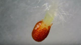 Time Lapse Microscopy of Tobacco Nicotiana tabacum Seed Germinating [upl. by Toddy]