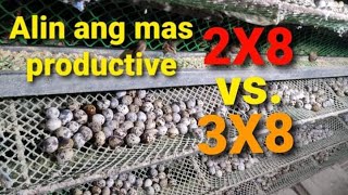 QUAIL BUSINESS2x8 vs 3x8 Quail cage Alin ang mas effectiveproductive QUAIL FARMING [upl. by Esoranna]