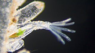 Bryozoan feeding Amathia verticillata [upl. by Chimene160]