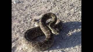 Mojave Rattlesnake [upl. by Valer]