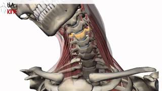 Columna Cervical Biomecanica  Artrocinematica [upl. by Westhead851]