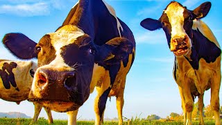 Dairy Farm Cow MOOING AND GRAZING  Dairy Cattle Farm • Cow Video [upl. by Campball725]