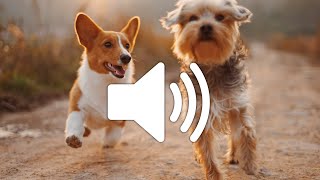 Dog Barking Sound Effect  Copyright free [upl. by Hsaniva]