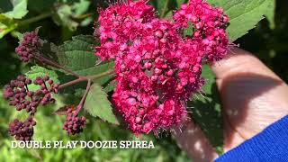 Time for a Spirea Haircut [upl. by Mackintosh]