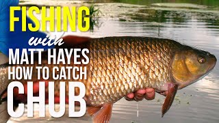 How to Catch Chub  Matt Hayes Fishing Show [upl. by Hewett211]