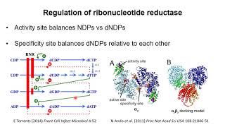 Nucleotide Metabolism 3 – Synthesis of deoxyribonucleotides [upl. by Nohsram]