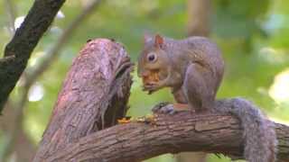 Squirrel Hunting in Missouri [upl. by Josephson]