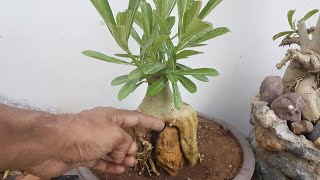 adenium का CAUDEX soft क्यो हो जाता है क्या करे what should you do when adenium cudex get soft [upl. by Ahsaetal499]