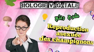 Biologie Végétale Reproduction asexuée des champignons SVI S2 [upl. by Aiyot750]