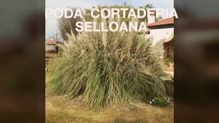 CORTADERIA SELLOANA  Plumero [upl. by Rea]