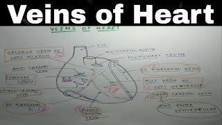 Heart Venous Drainage  Part 2  Coronary Sinus and Cardiac Veins Diagram  TCML [upl. by Maurits]