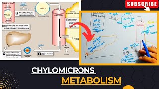 Chylomicrons Metabolism  Lipoproteins  Lipid Metabolism  Medical Medics [upl. by Nylyrehc]