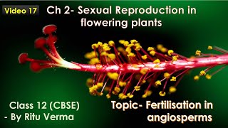 CBSE Grade 12 Unit 2 Sexual reproduction in flowering plants Fertilization in angiosperms [upl. by Aieken294]