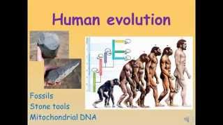 Human Evolution GCSE Combined Science Biology [upl. by Anirbak]