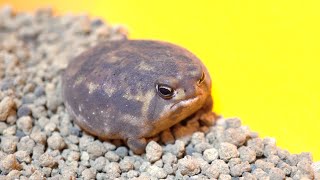 quotHealed in 1 minutequot Rain frog yawning and croaking🥱🐶 [upl. by Ydnis]