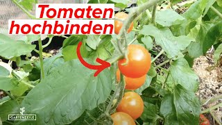 Tomaten richtig hochbinden  schnell amp einfach erklärt in 2 Minuten [upl. by Burger802]