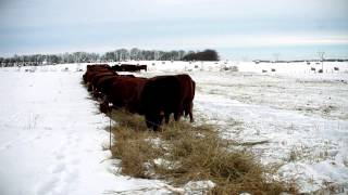 Triticale Swath Grazing Porter Ranches Part 2 [upl. by Dracir]