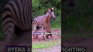 Clashes Between Hyenas and Zebras Natures Unpredictable Encounters [upl. by Fruma497]