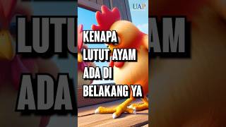 Kenapa Lutut Ayam ADA DI BELAKANG YA [upl. by Rika775]