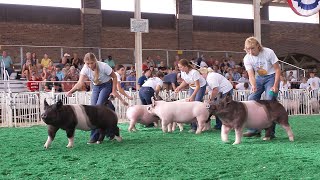 FFA Market Swine – Fair 2022 [upl. by Giffer]