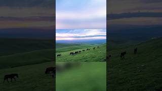 🇨🇳BeautifulSunset on Grassland，Xinjiang China中国新疆的草原日落 china travel chinatravel xinjiang 旅行 [upl. by Kabob59]