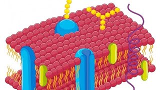 bicapa lipidica y función de la membrana  Explicado en 1 min [upl. by Honor522]