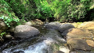 Instantly Drift Off To Sleep With Rushing River Sounds  Asmr Relaxation Stream To Release Stress [upl. by Airaet]