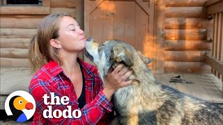 Woman Rescues The Friendliest Wolf Dog  The Dodo [upl. by Onifur224]