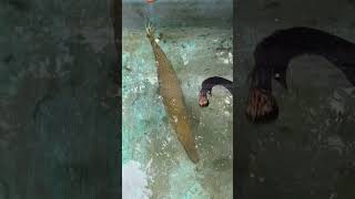 അരാപൈമ എല്ലാം തിന്ന് തീർക്കുന്ന തോന്നണേ🥲  arapaima feeding  alligator gar feeding [upl. by Carver]