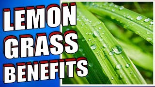 13 Health Benefits of Lemongrass YOU NEED TO KNOW [upl. by Fezoj]