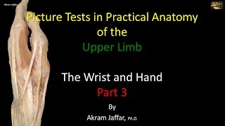 Picture Test in upper limb Anatomy Wrist and Hand 3 [upl. by Nreval712]