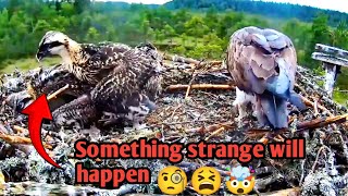 Stages of rearing of baby birds birdsbabies birds nature viral birdsounds [upl. by Nalloh]