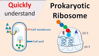 Prokaryotic Ribosomes  70S Ribosomes [upl. by Naashom]