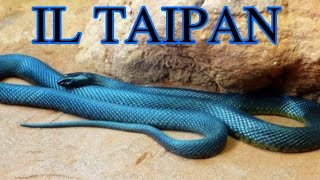 Il serpente più velenoso al mondo  IL TAIPAN [upl. by Batholomew]