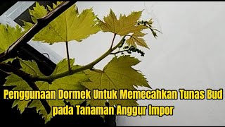 Penggunaan Dormex Untuk Memecahkan Tunas Bud Pada Tanaman Anggur Impor [upl. by Durarte579]