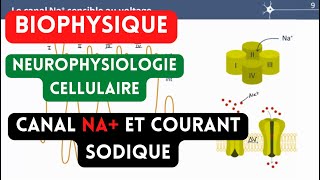 ⭐Biophysique⭐  Neurophysiologiecanal Na et courant sodique [upl. by Nere]