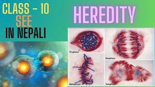 Heredity Class  10 Meiosis cell division  In Nepali [upl. by Navetse]