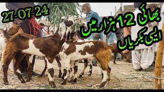 Winder Bakra Mandi  Bakra Mandi 2024  270724  BY NADIR WINDER 03072287700 [upl. by Yreffoeg]