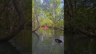 Mangrove Tunnel Trail outdoors travel adventuretourist [upl. by Adriano]