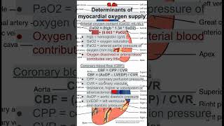 Determinants of myocardial oxygen supply [upl. by Sacttler]