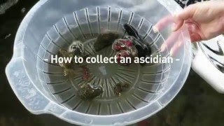 How to collect an ascidian [upl. by Yhtorod515]