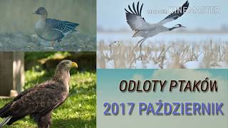 Odloty ptaków 2017  Wycieczki pl [upl. by Aonehc829]